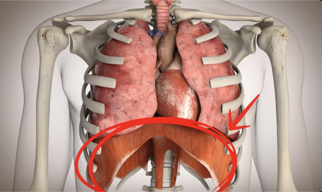 diaphragme
