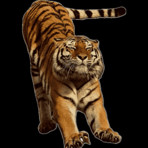 tigre étiré bien-être sans douleur corps sain